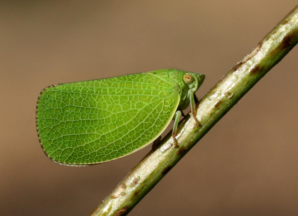  un emittero ? S, Acanalonia conica - Acanaloniidae.